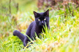 Shadow the cat