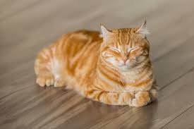 Whiskers the cat